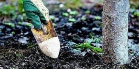 Kako gnojiti stabla jabuke za veliku berbu